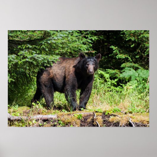 Alpha Black Bear Poster (Vorne)