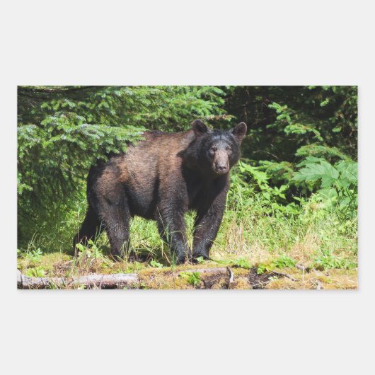 Alpha Black Bear Rechteckiger Aufkleber (Vorderseite)