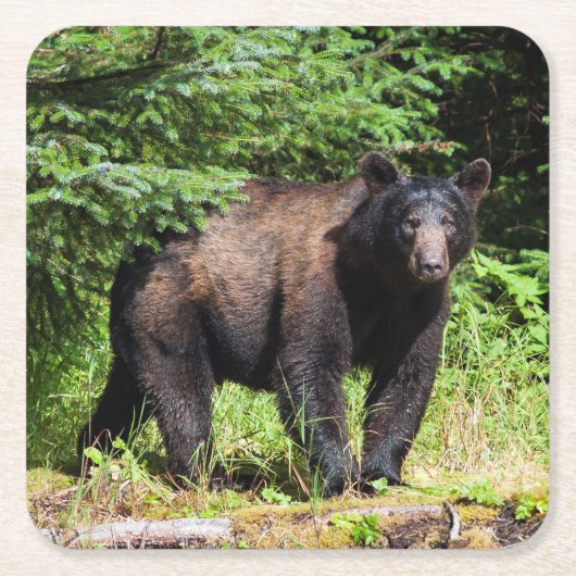 Alpha Black Bear Rechteckiger Pappuntersetzer (Vorderseite)