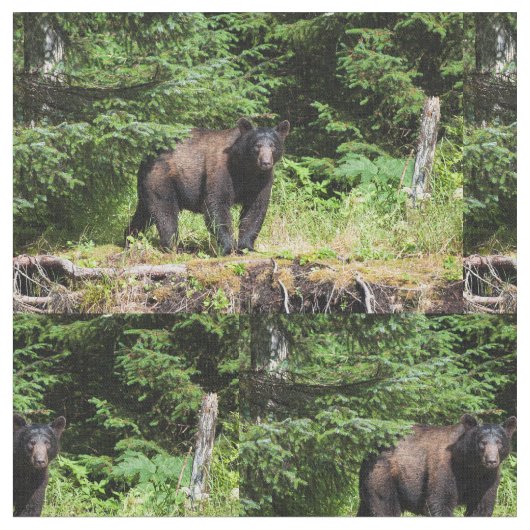 Alpha Black Bear Stoff (Nahaufnahme)