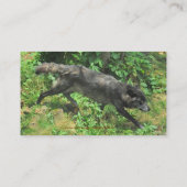 Alpha Gray Wolf - Summer Wildlife Business Cards Visitenkarte (Rückseite)