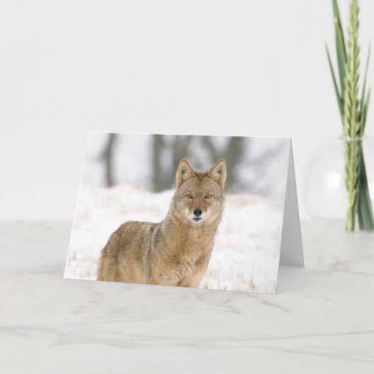 Alpha Male Coyote Karte (Vorderseite)