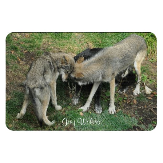 Alpha Male, Weibliche Graue Wolf & Pup Wildlife Ma Magnet (Horizontal)