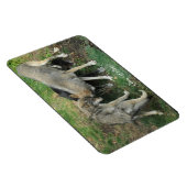Alpha Male, Weibliche Graue Wolf & Pup Wildlife Ma Magnet (Rechte Seite)