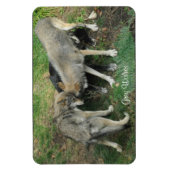 Alpha Male, Weibliche Graue Wolf & Pup Wildlife Ma Magnet (Vertikal)