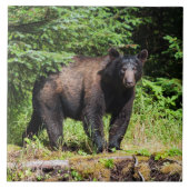 Alpha schwarzer Bär Fliese (Vorderseite)