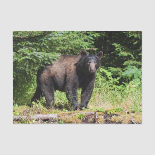 Alpha schwarzer Bär Seidenpapier (Vorderseite)