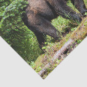 Alpha schwarzer Bär Seidenpapier (Ausschnitt)