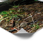 Alpha Wolf Poster (Ecke)