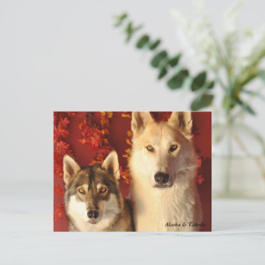 Alpha Wolves fallen Postkarten (Stehend Vorderseite)