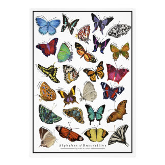 Alphabet of Butterflies Poster