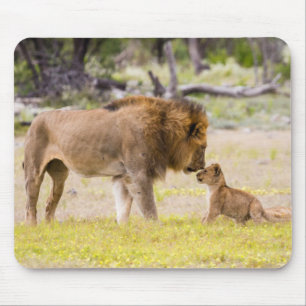 Alphamännlicher Löwe inspiziert Jungtier Mousepad