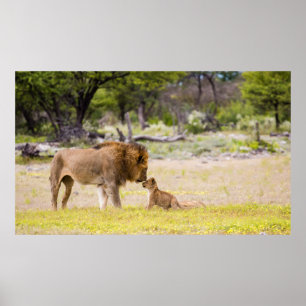 Alphamännlicher Löwe inspiziert Jungtier Poster