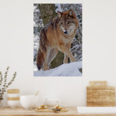 Alphawolf-Mongolen im Schnee Poster (Küche)