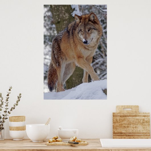 Alphawolf-Mongolen im Schnee Poster (Küche)