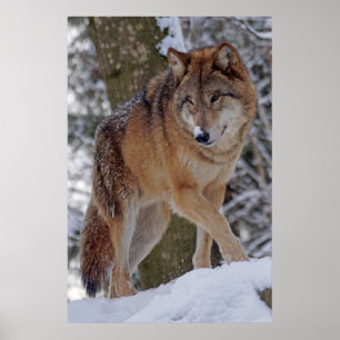 Alphawolf-Mongolen im Schnee Poster