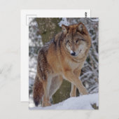 Alphawolf-Mongolen im Schnee Postkarte (Vorne/Hinten)