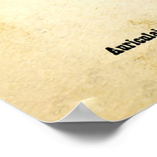 Alphonse Bertillon (1893) Poster (Ecke)