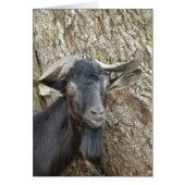 Alpine Billy Goat (Vorne)