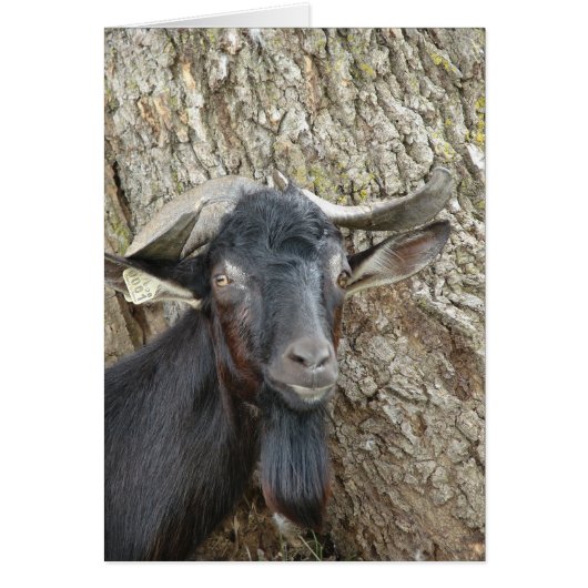 Alpine Billy Goat (Vorne)