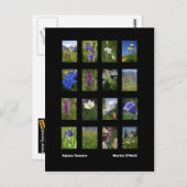 Alpine Blume Postkarte (Vorne/Hinten)