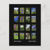 Alpine Blume Postkarte (Vorderseite)