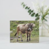 Alpine Bull Postcard Postkarte (Stehend Vorderseite)