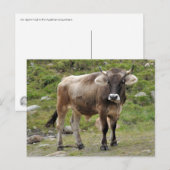 Alpine Bull Postcard Postkarte (Vorne/Hinten)