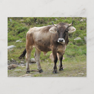 Alpine Bull Postcard Postkarte