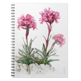 Alpine Catchfly Aquarell Fine Art Notizbuch Notizblock