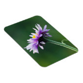 Alpine Daisy Magnet (Rechte Seite)