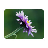 Alpine Daisy Magnet (Horizontal)