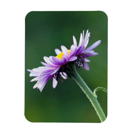 Alpine Daisy Magnet (Vertikal)