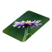 Alpine Daisy Magnet (Linke Seite)
