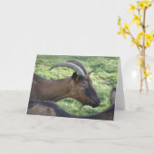 Alpine goat note card karte (Gelbe Blume)