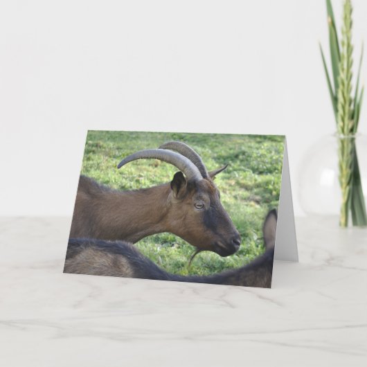 Alpine goat note card karte (Vorderseite)