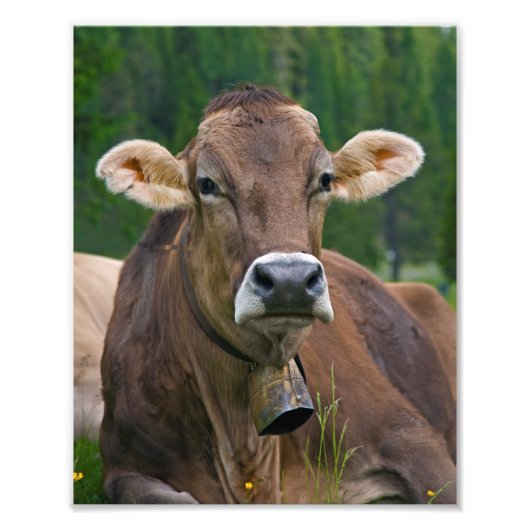 Alpine Kuh Print Fotodruck (Vorne)
