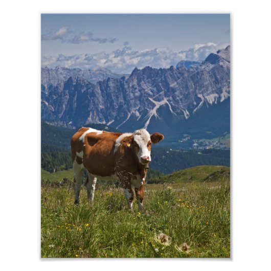 Alpine Kuh Print Fotodruck (Vorne)