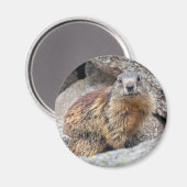 Alpine Marmot Magnet (Vorderseite/Rückseite)