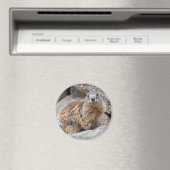 Alpine Marmot Magnet (In Situ (Geschirrspüler))