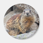 Alpine Marmot Magnet (Vorne)