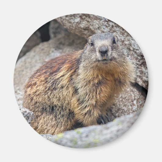 Alpine Marmot Magnet (Vorne)
