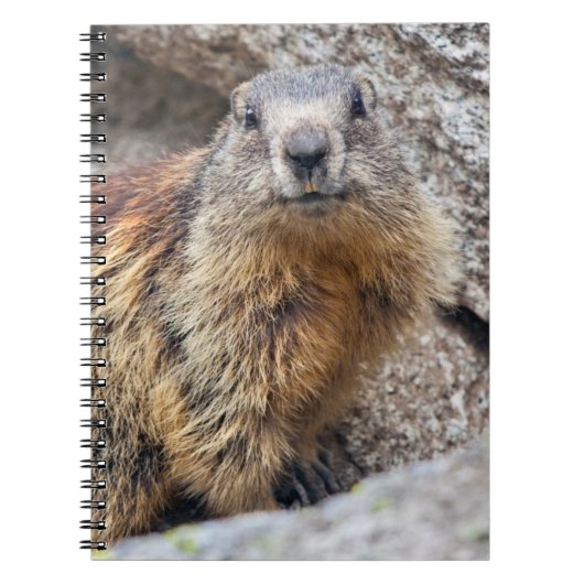 Alpine-Marmot-Notebook Notizblock (Vorderseite)