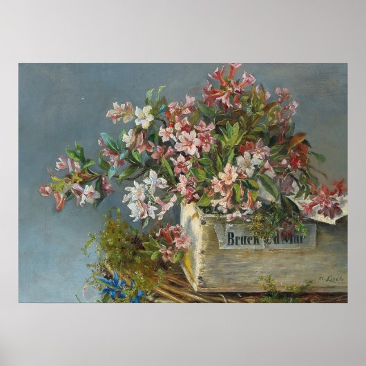 Alpine Rose in einer Windows Box - Andreas Lach Poster (Vorne)