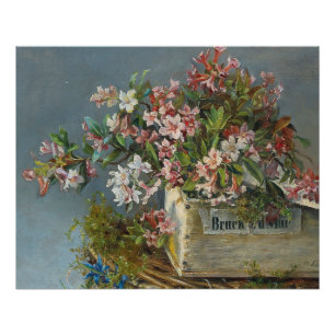 Alpine Rose in einer Windows Box - Andreas Lach Poster