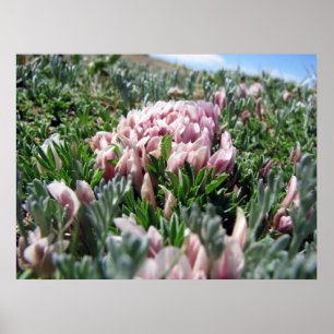 Alpine Tundra-Serie Poster