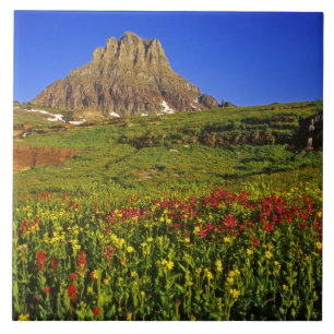 Alpine Wildblumen am Logan Pass im Gletscher Fliese