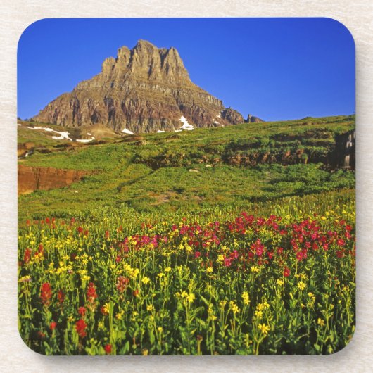 Alpine Wildblumen am Logan Pass im Gletscher Untersetzer (Vorderseite)