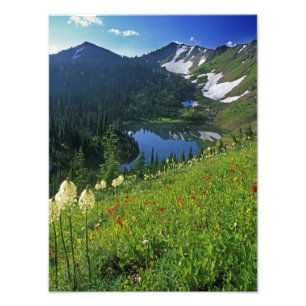 Alpine Wildblumen im Jewel Basin in der Fotodruck