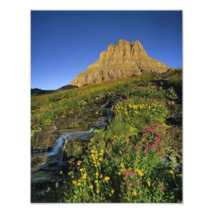 Alpine Wildblumen & Mt Clemens am Logan Pass Fotodruck